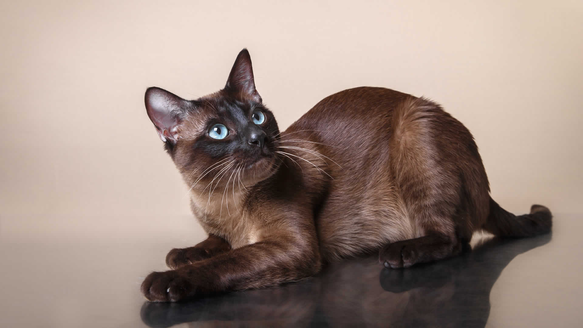 Tonkinese Cat