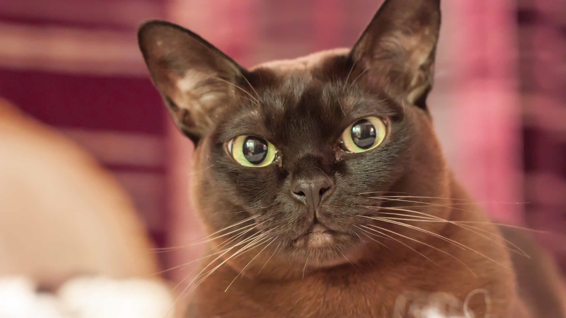 American Burmese cat with flatter face