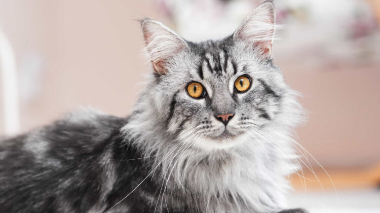 12 Best Cat Trees for Maine Coon (Reviews & Buying Guide)