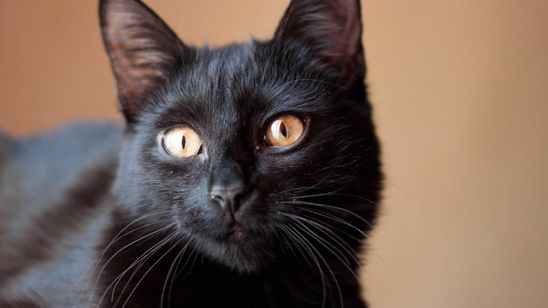 Bombay cats has inherited the Burmese cats flat face