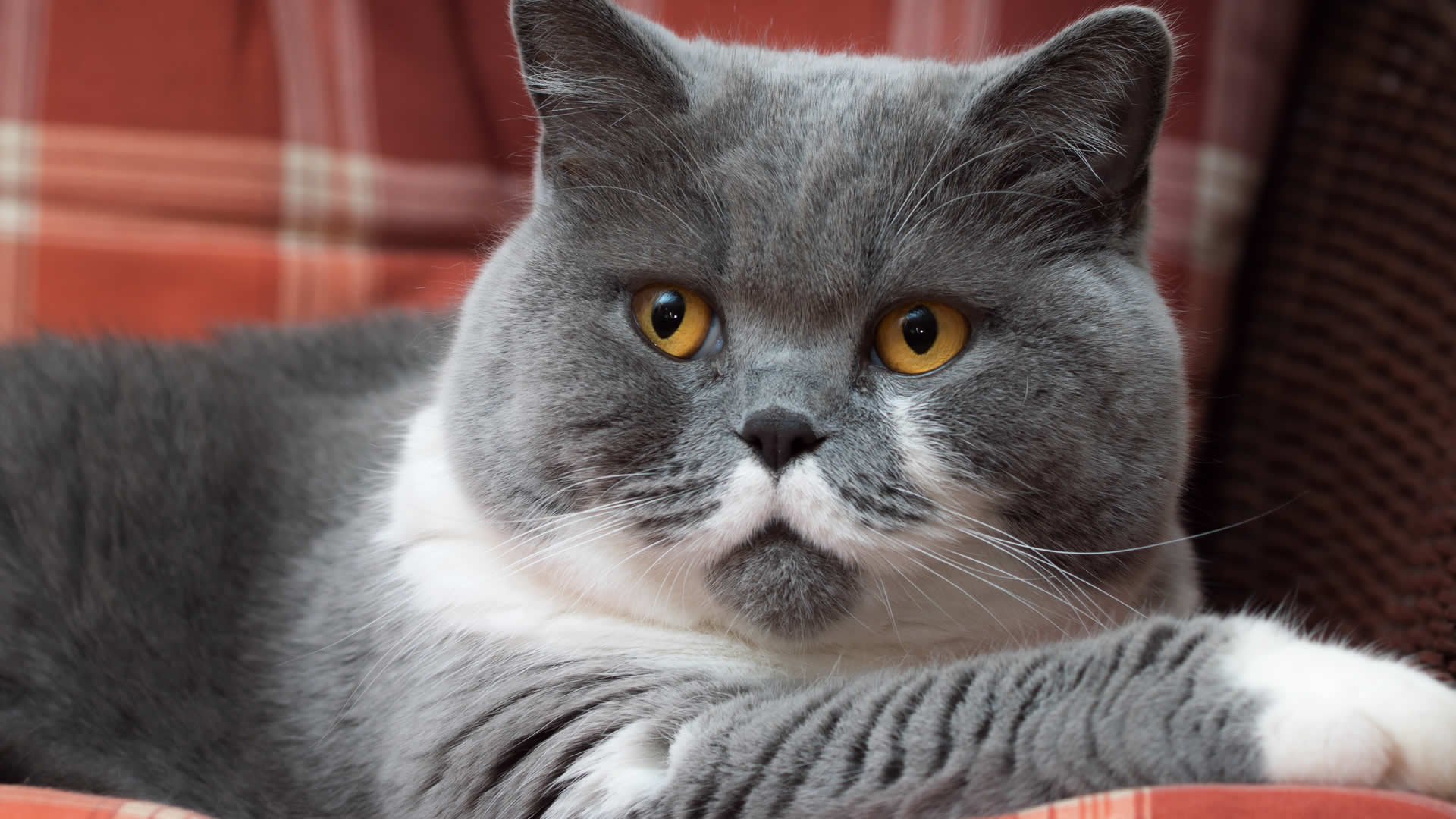 British Shorthairs are also considered flat-faced cats