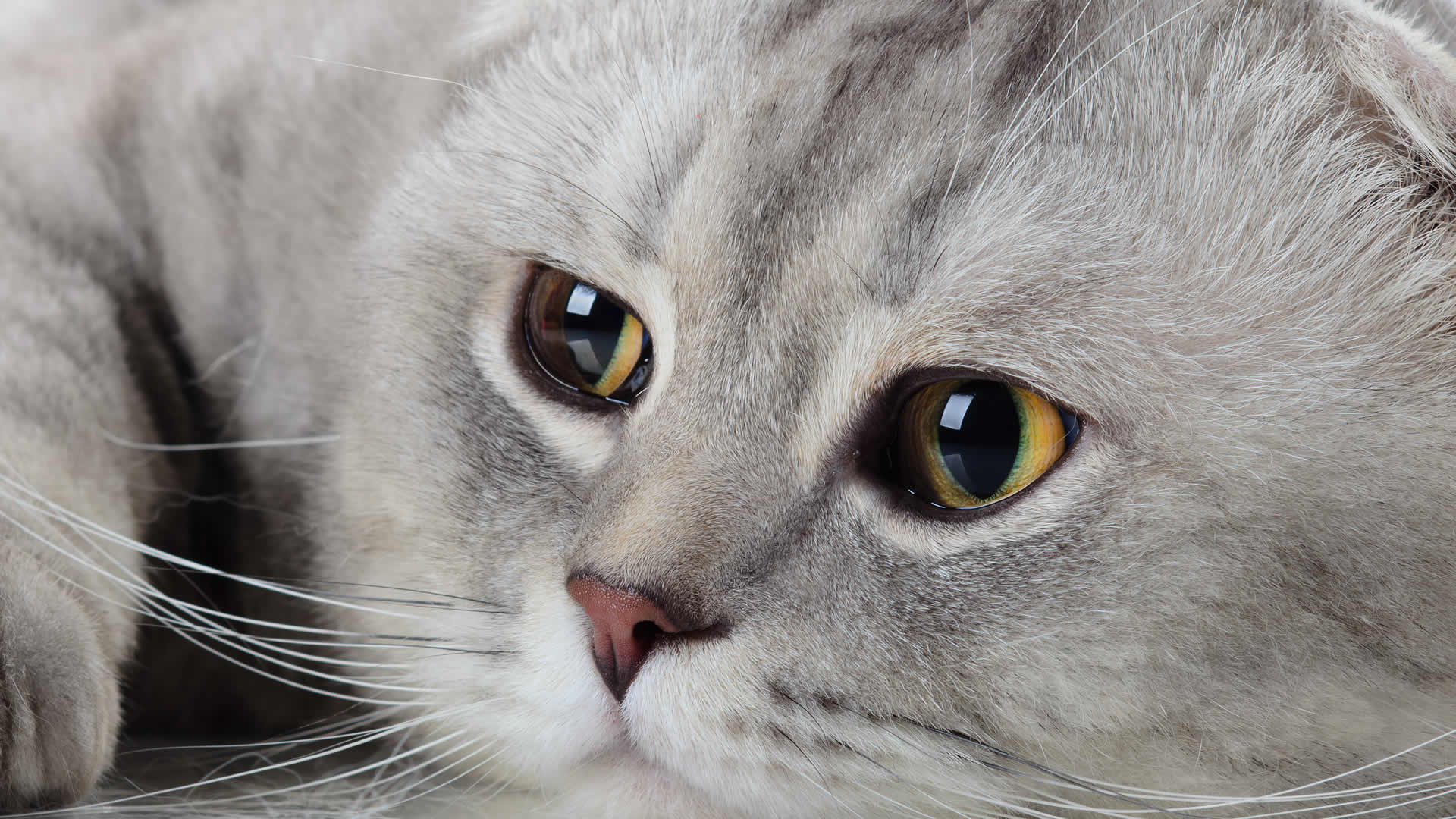 Flat face Scottish Fold with small ears