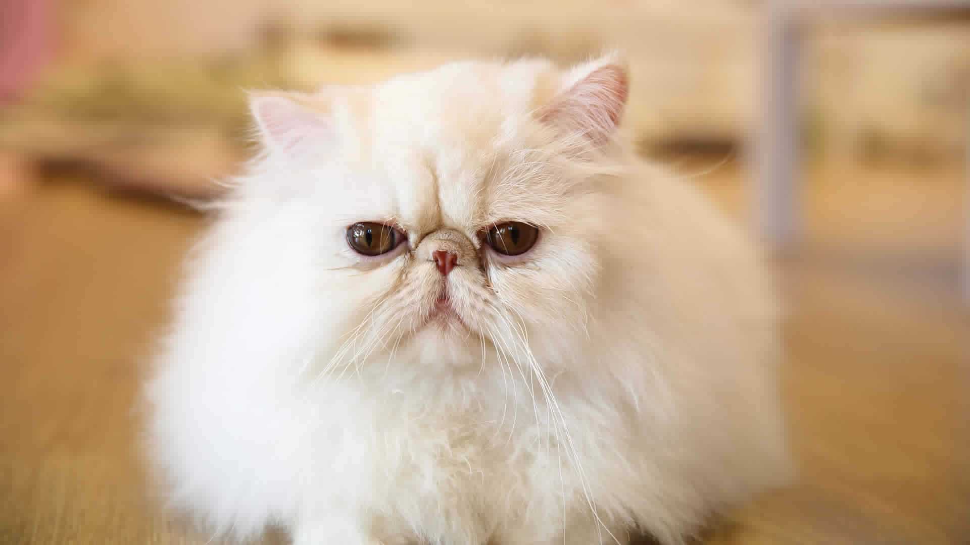 Flat faced Persian cat