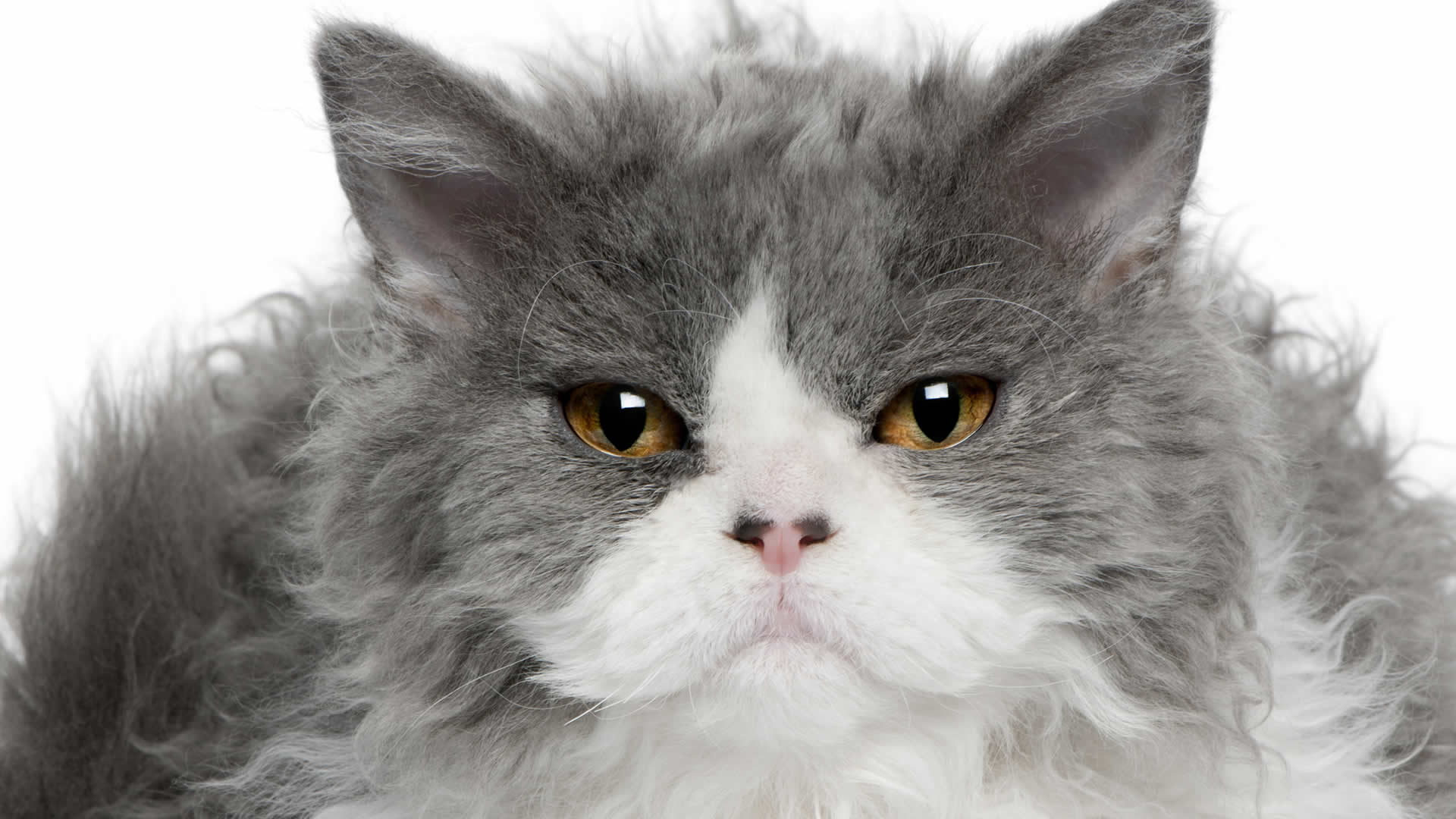 Flat faced and curly haired Selkirk Rex