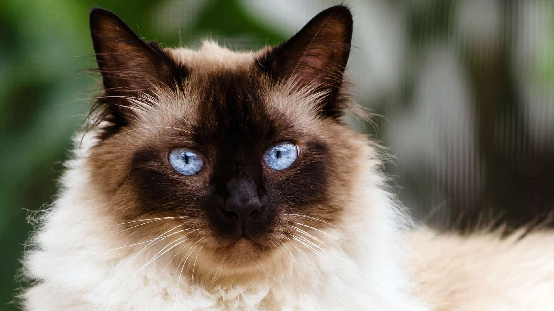 Himalayan cats are the result of crossbreeding flat-faced Persians with Siamese cats