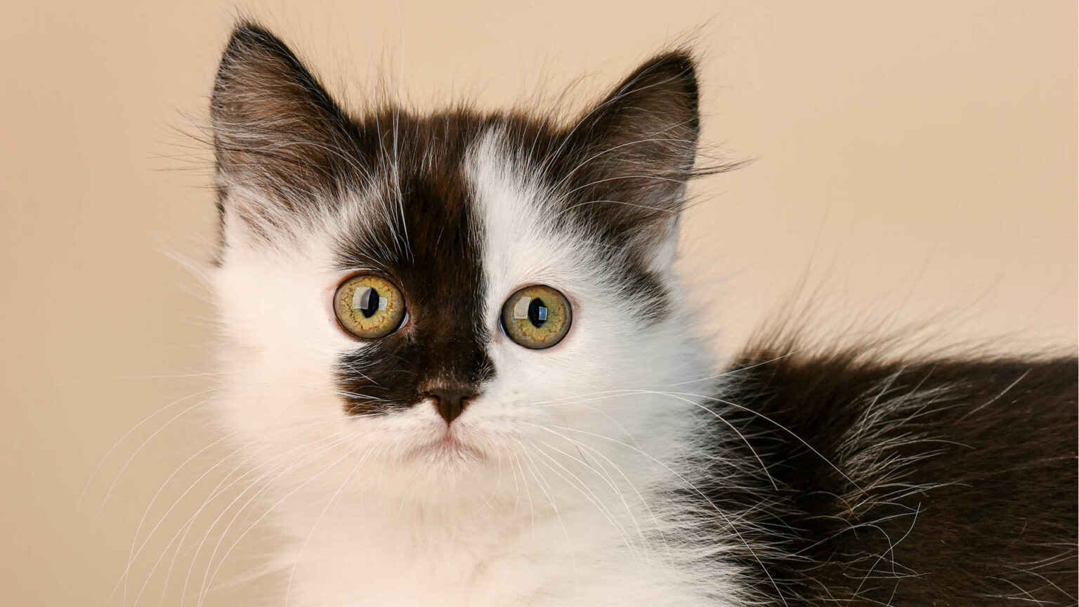 Flat Faced Cat Breeds 10 Cats With Flat Faces