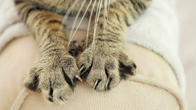 Why Do Cats Bite Their Nails