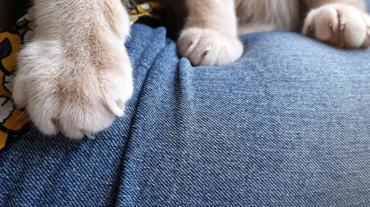 Cat Kneading Boobs