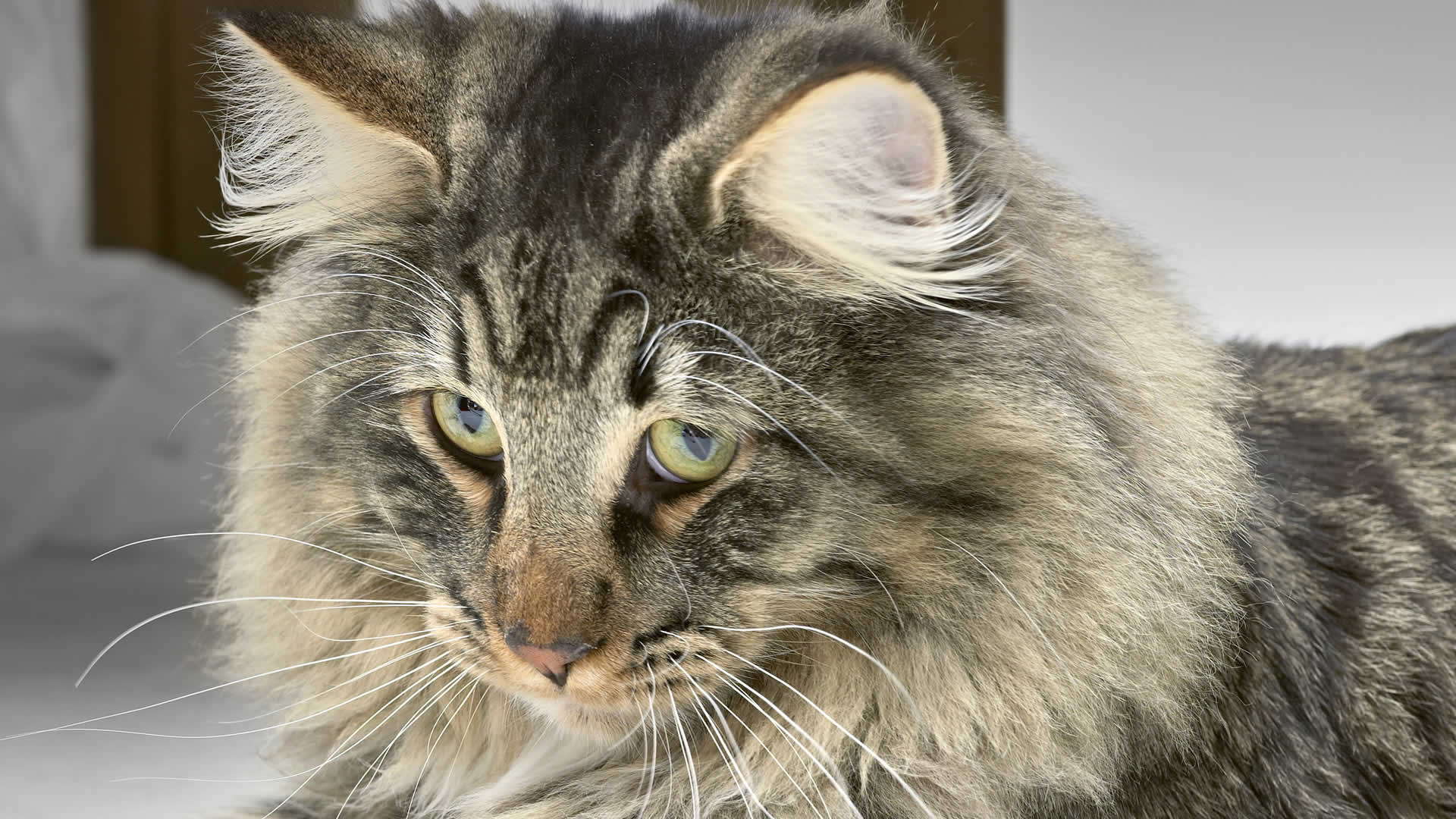 Almond-shaped eyes of Norweigan Forest Cats can be golden yellow