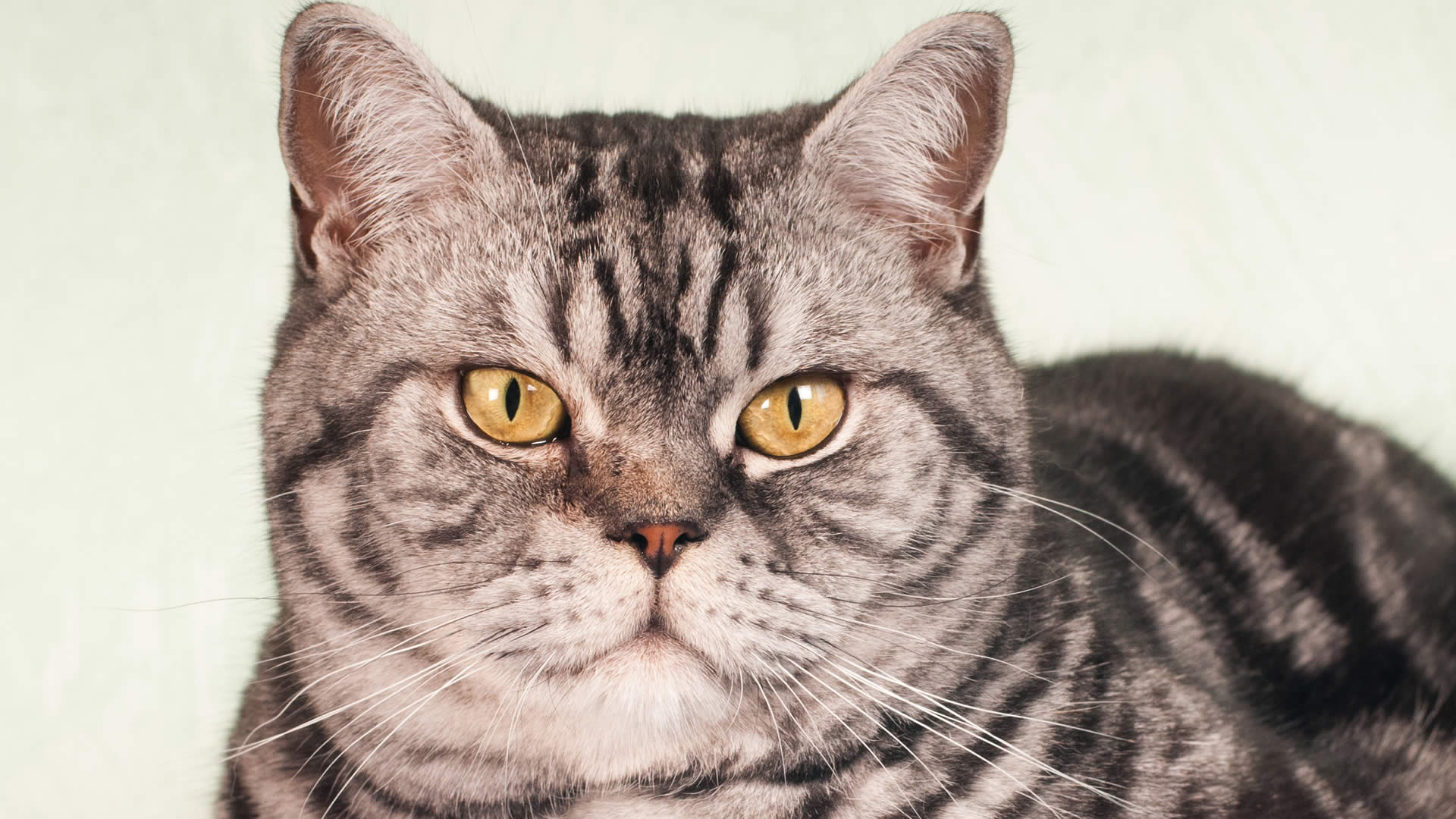 American shorthair with golden yellow eyes