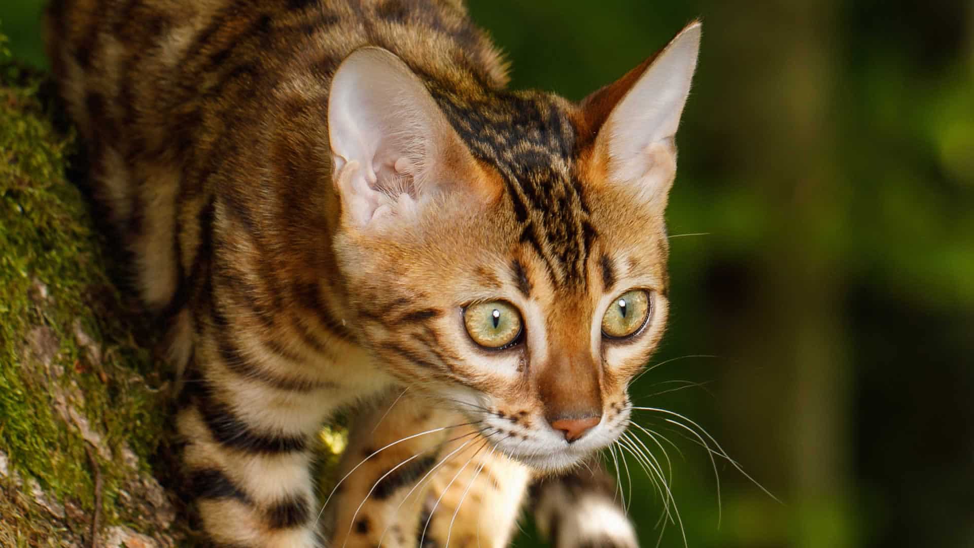 Bengals commonly have big yellow eyes reminiscent of big cats