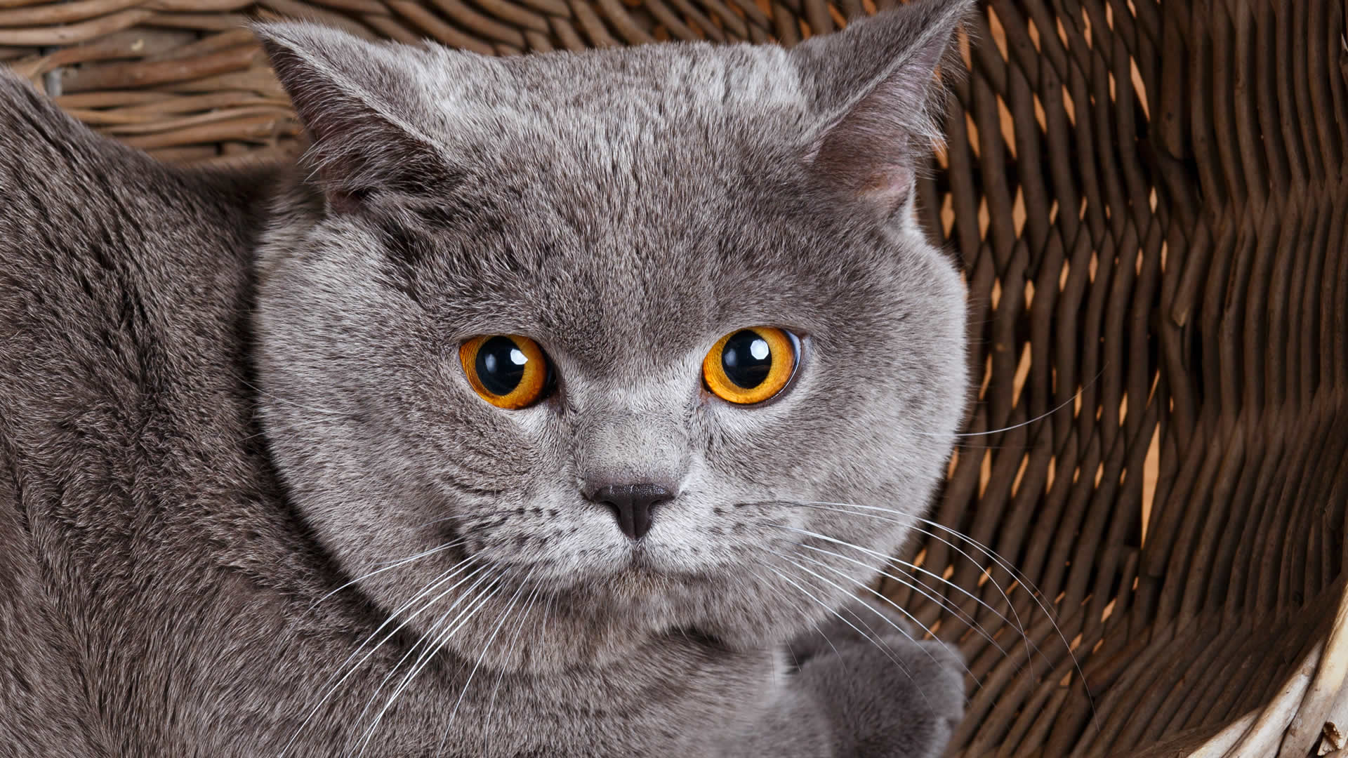 British Shorthair breed known and loved for their large yellow eyes