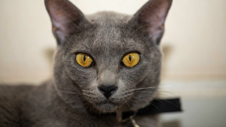 15 Breeds of Cats With Yellow Eyes - My Cat Genius