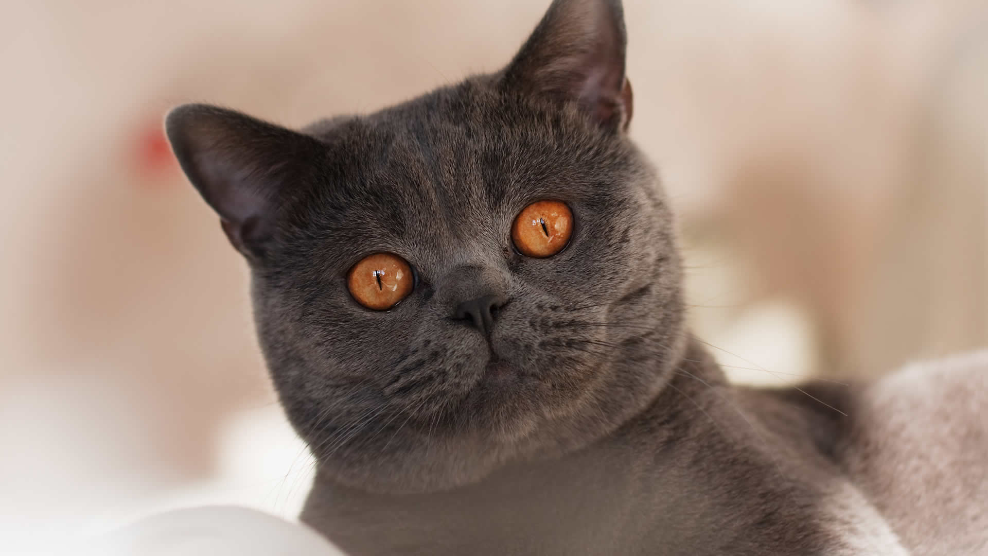 Chartreux eyes range from a light golden yellow to deep copper-colored orange