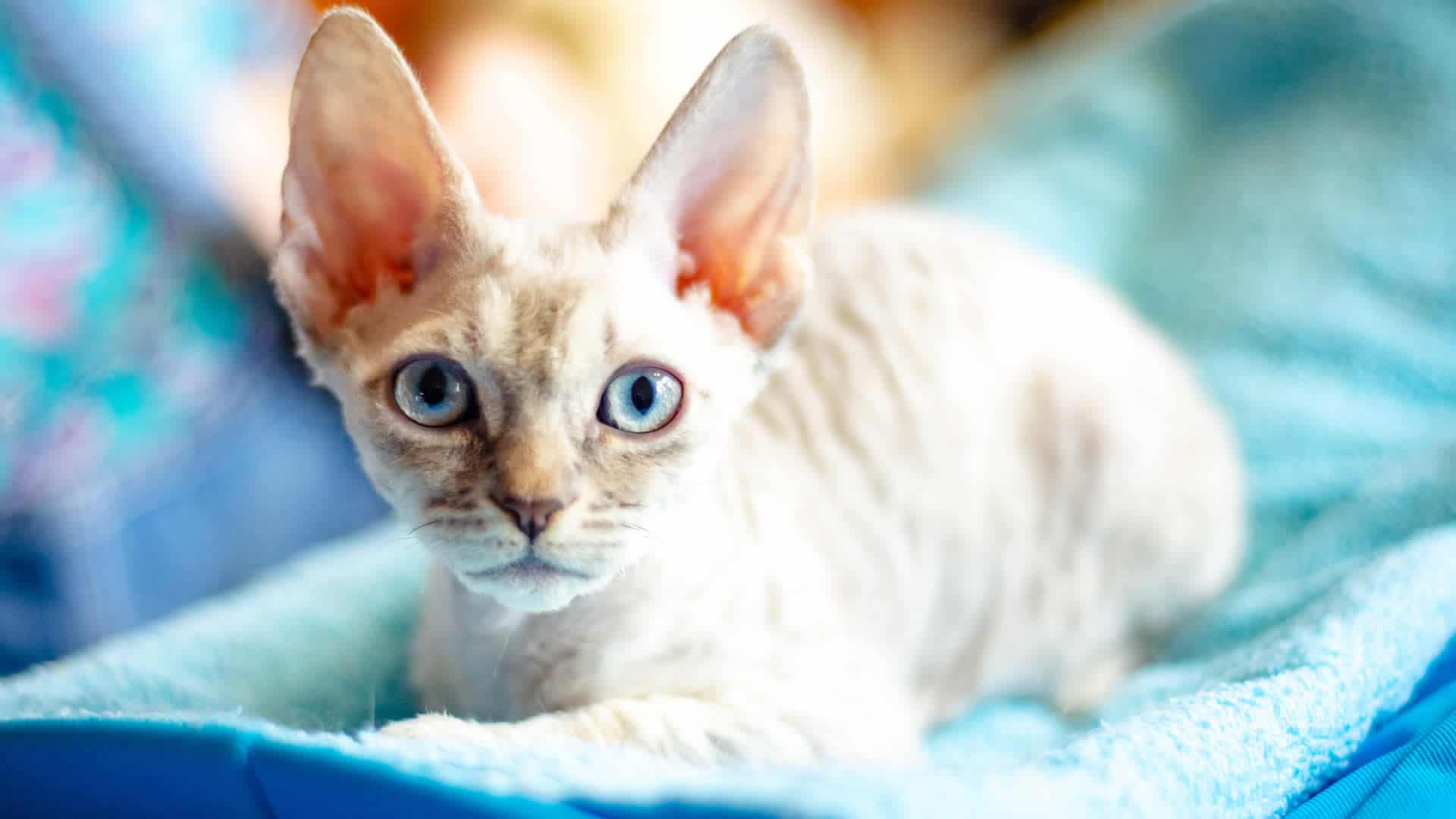 German Rex cats with curly hair have a fuzzy coat without guard hairs