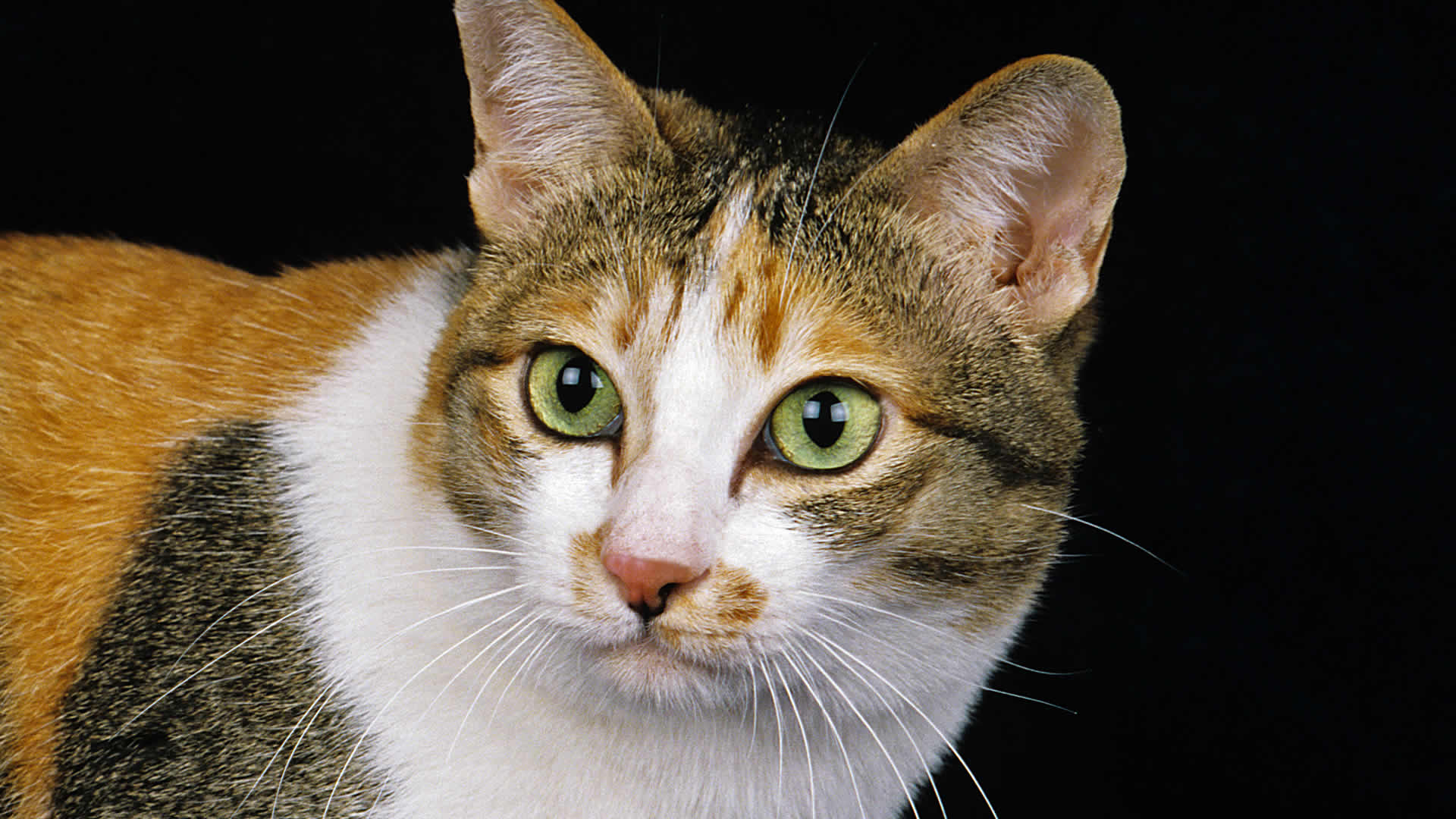 Japanese Bobtail breed is another that cat with yellow eyes that are large, round, and stand-out