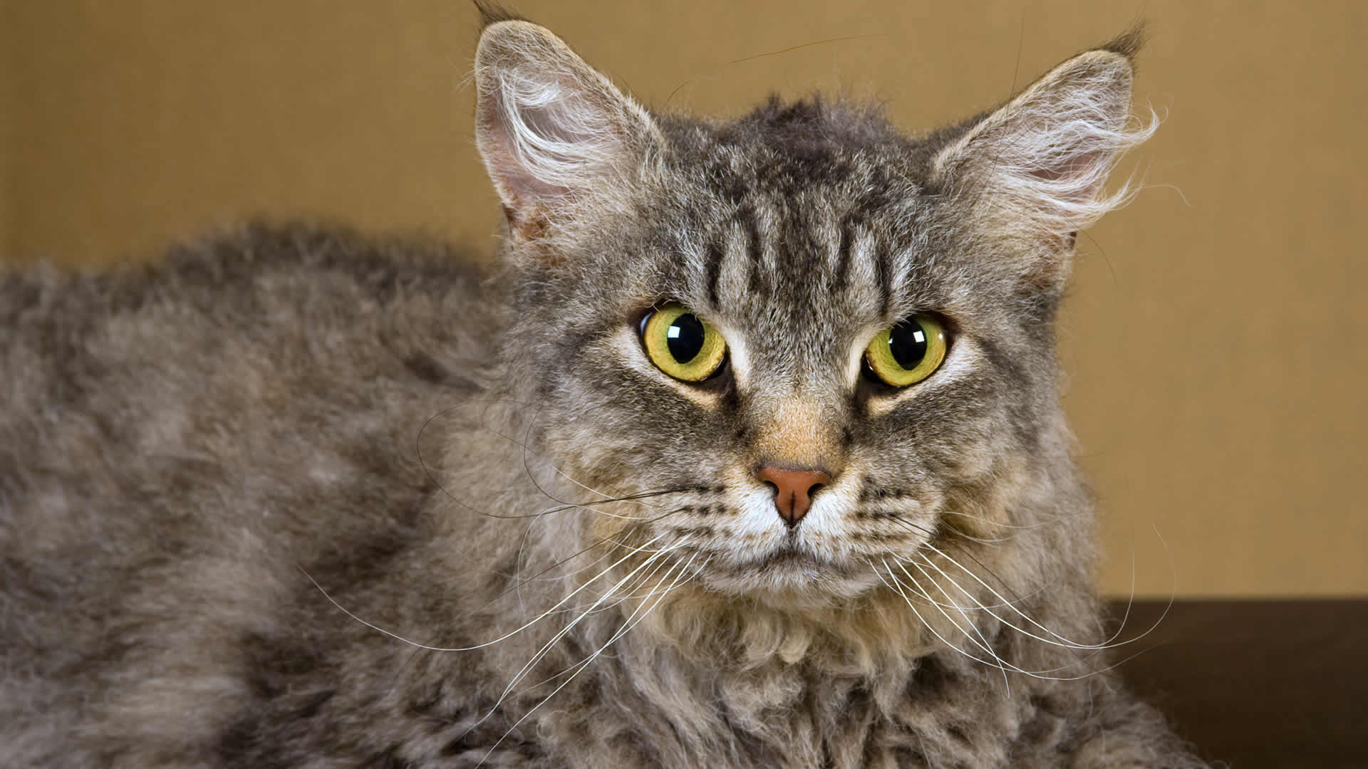 LaPerm cats are easily recognized by their curly, permed hairstyle which many owners instantly fall in love with