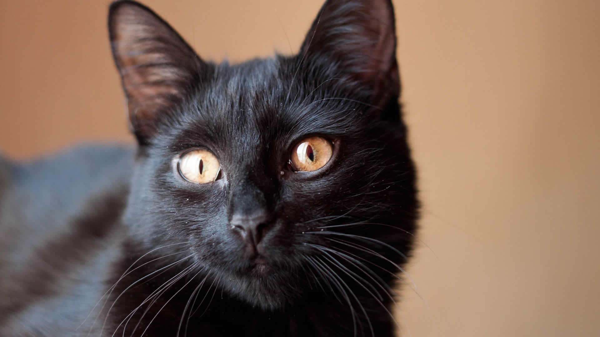 Like the wild panther, this breed also has bright and alert eyes