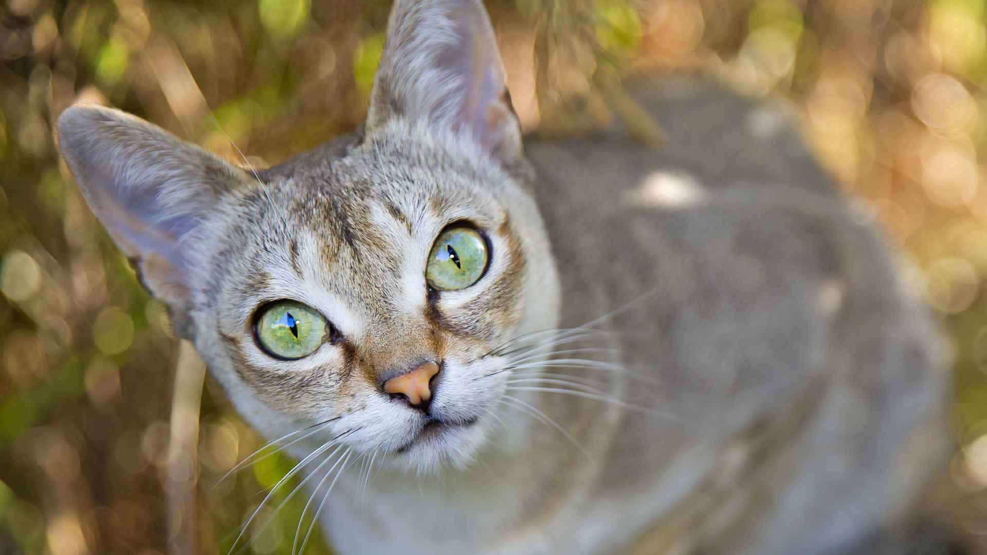 Many Singapura cats have yellow eyes