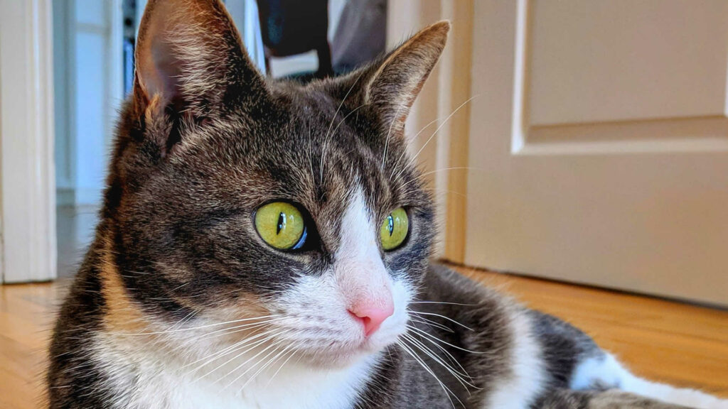 15 Breeds of Cats With Yellow Eyes
