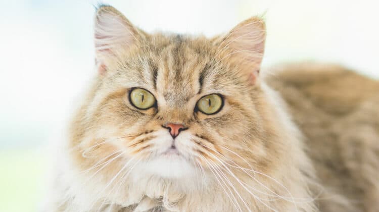 Senior cat shop stopped eating