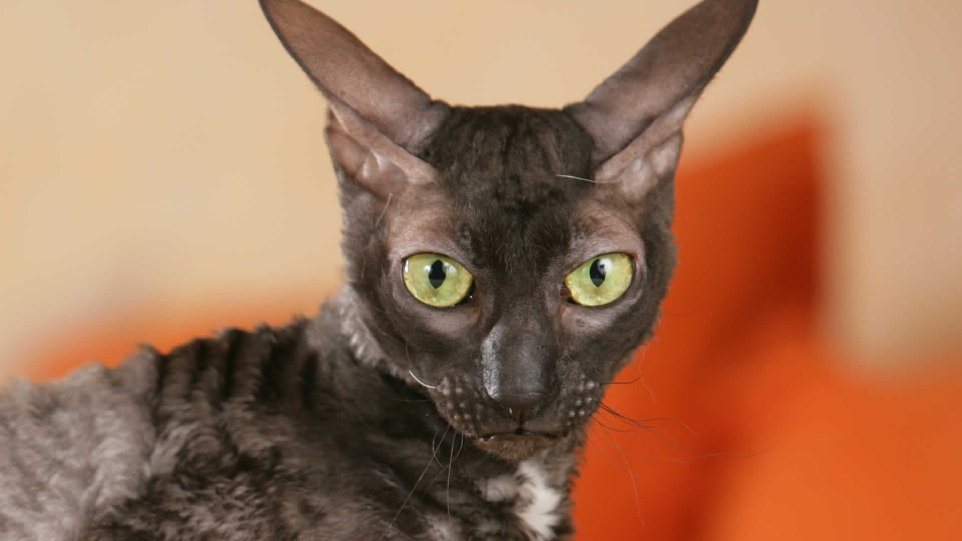 One of the possible eye colors for the Cornish Rex is golden yellow