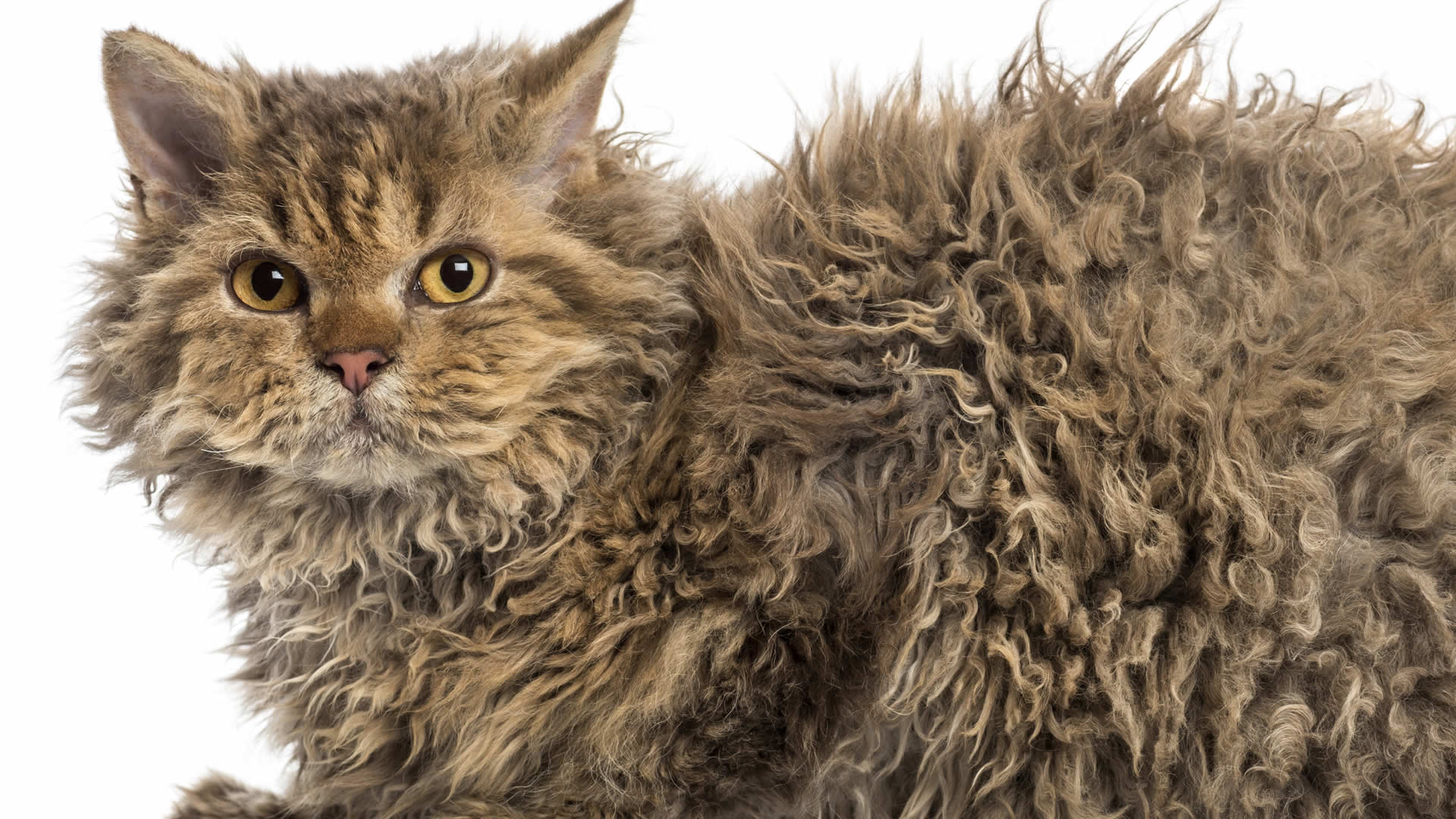 Selkirk Rex cat can appear larger due to its long stunning curly fur