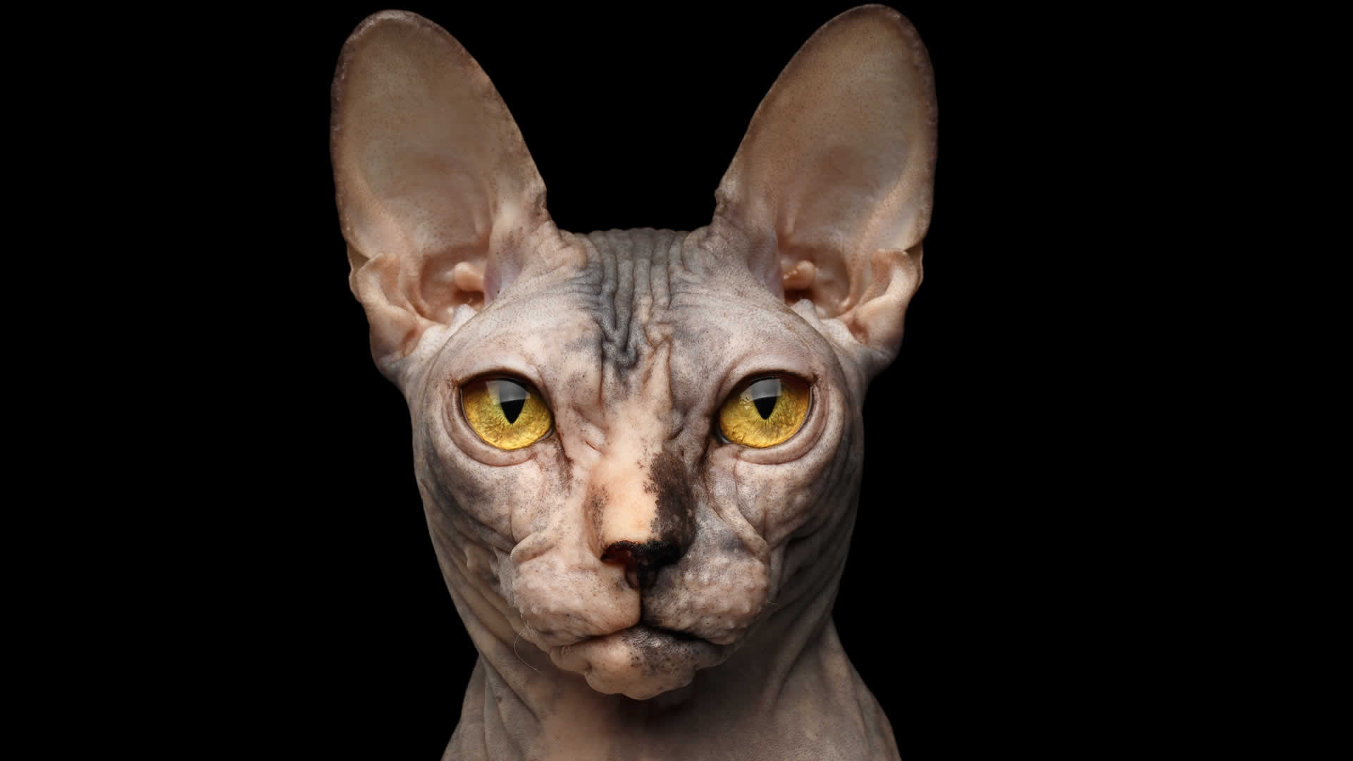 Sphynx cats stunning eyes come in a range of colors including bright yellow and gold