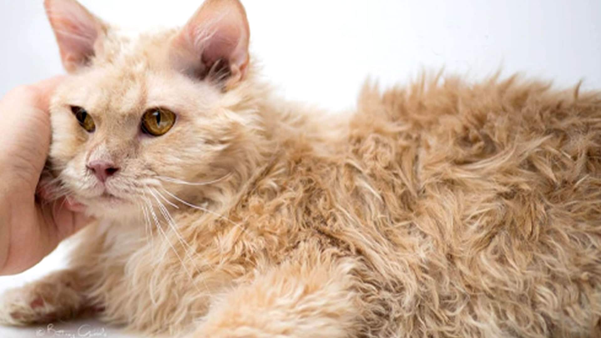 Tennessee Rex is one of the newest breeds of cats with curly hair