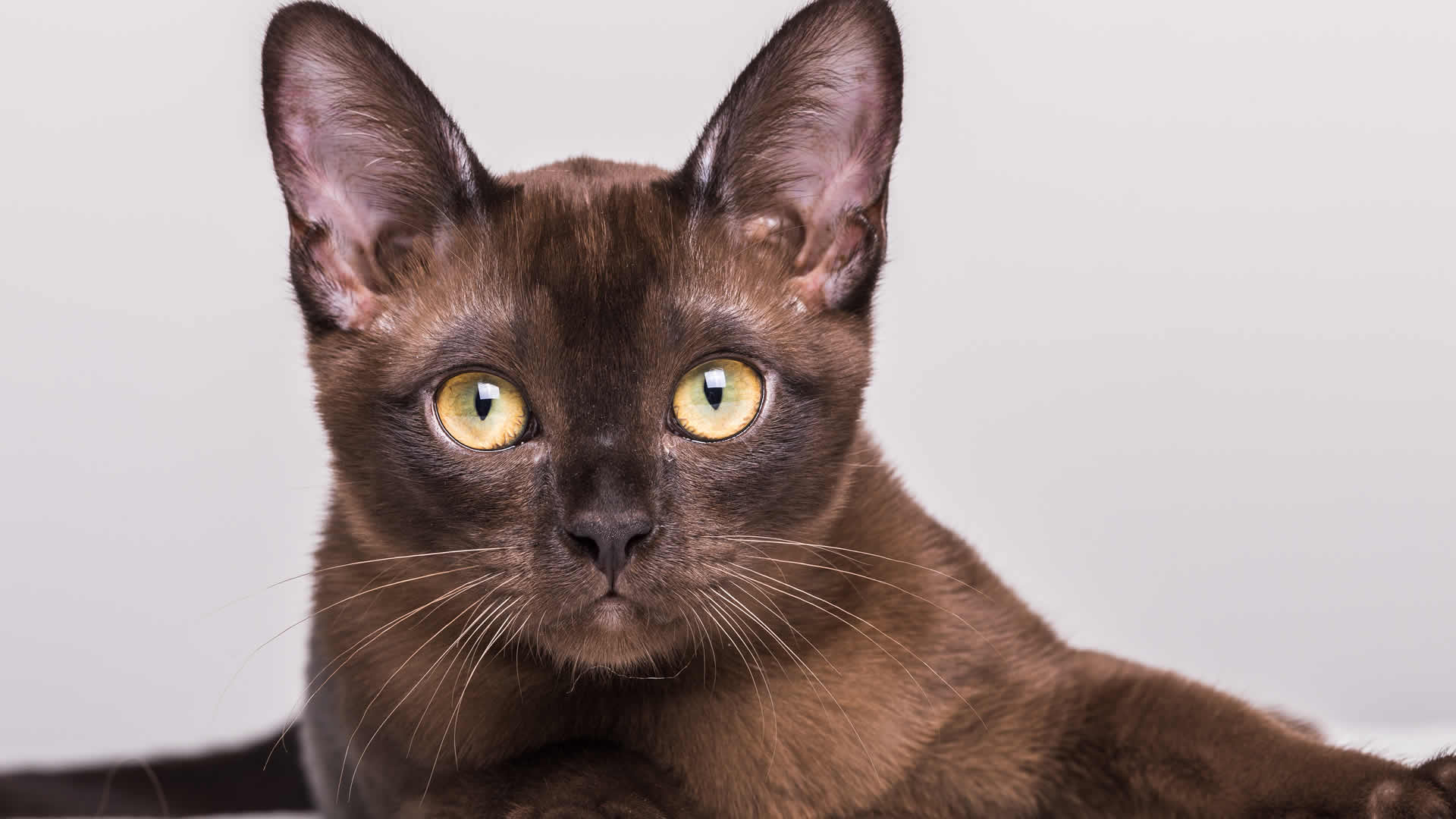 The Burmese is an elegant breed that is easily recognized for its stunning golden yellow eyes