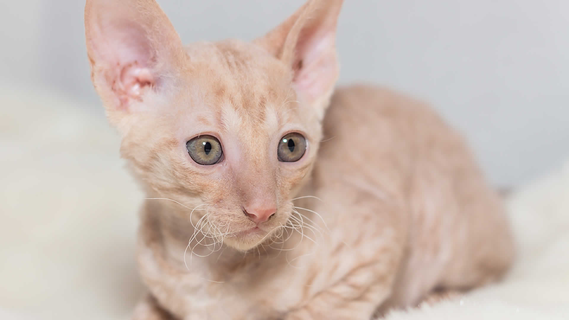 The Cornish Rex is another UK-born breed of cat with curly hair