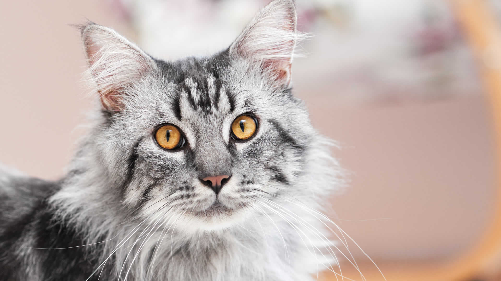 The Maine Coon is another yellow-eyed cat breed