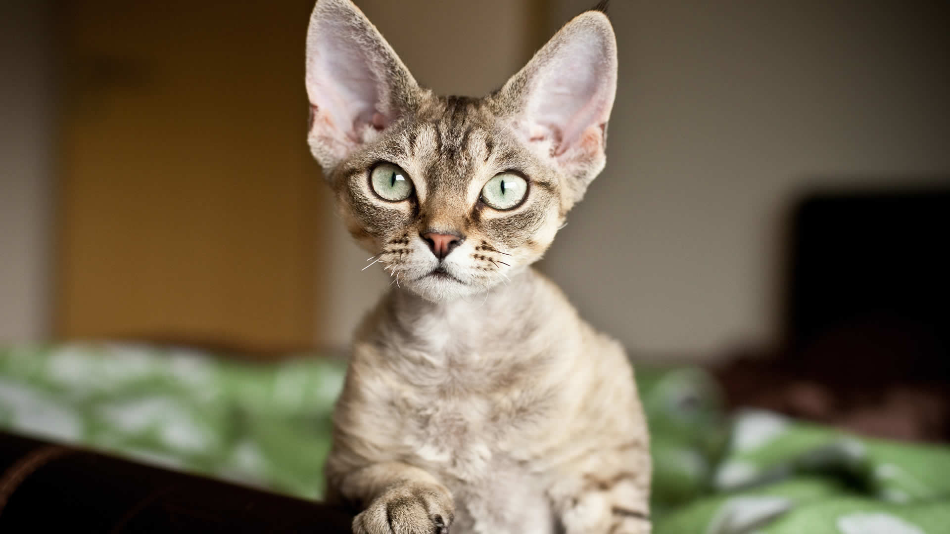 The Oregon Rex cat is the only extinct breed of domesticated felines