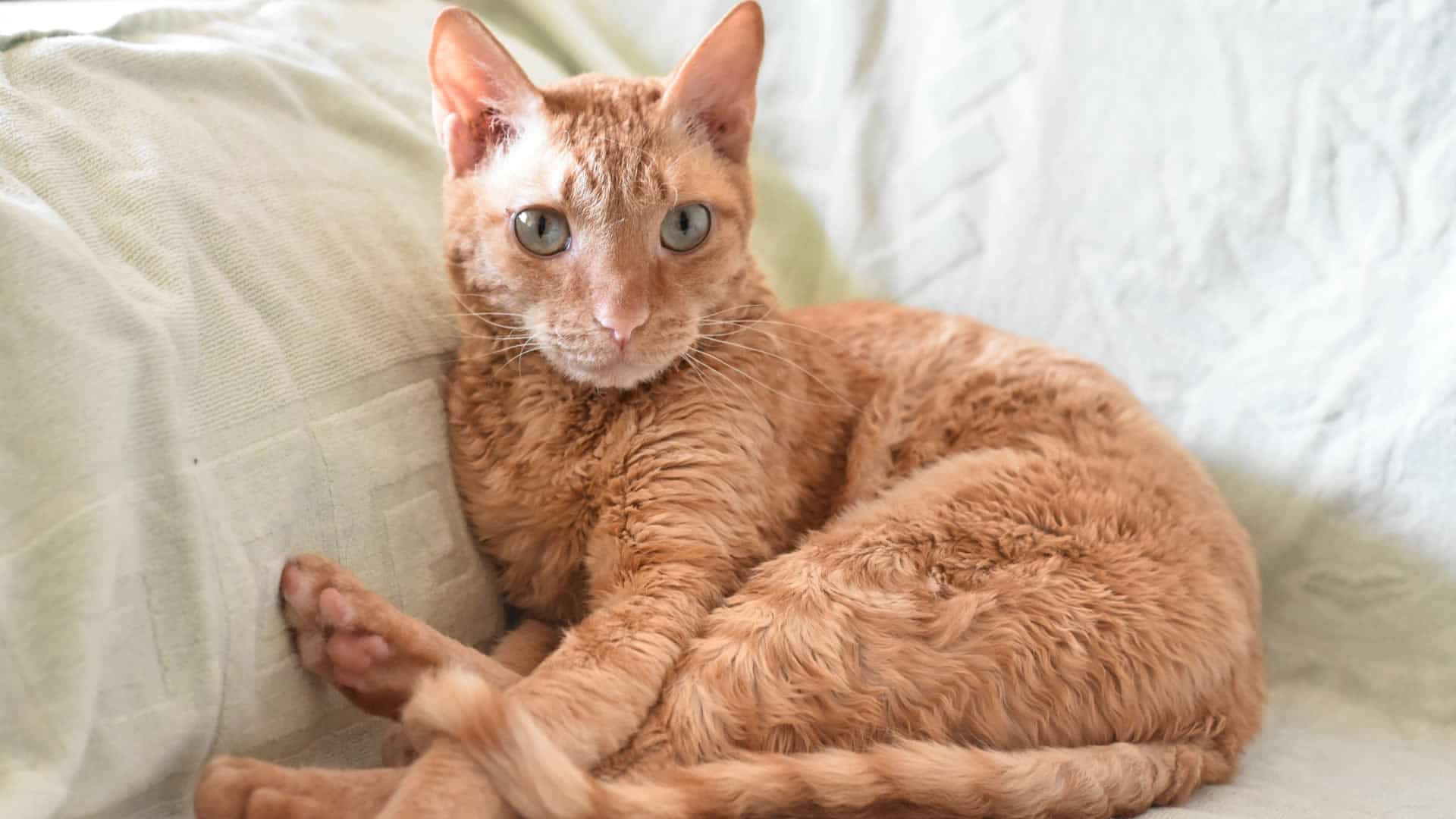 Ural Rex breed has a very curly coat