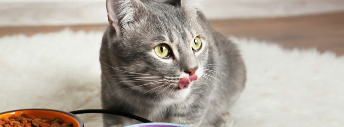 Why Does My Cat Want Me to Watch Her Eat