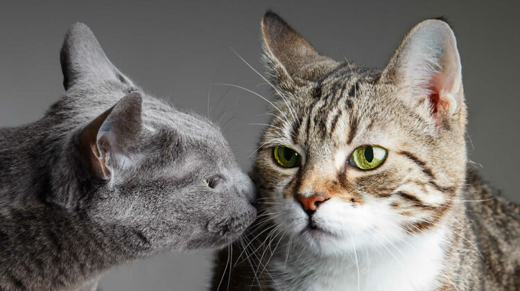 Can A Cat Be Allergic To Another Cat All You Need To Know 