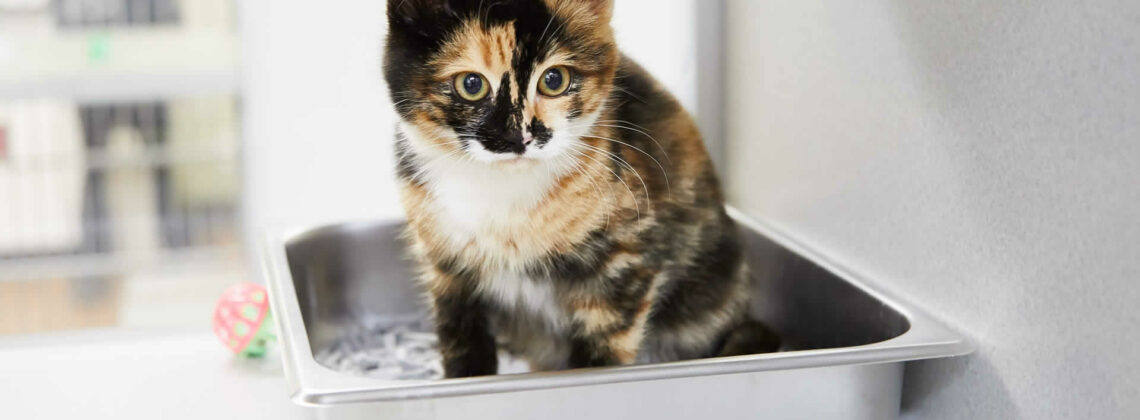 Cat Meows Loudly After Using the Litter Box