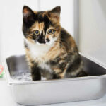 Cat Meows Loudly After Using the Litter Box