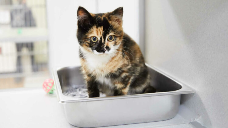 Cat Meows Loudly After Using the Litter Box