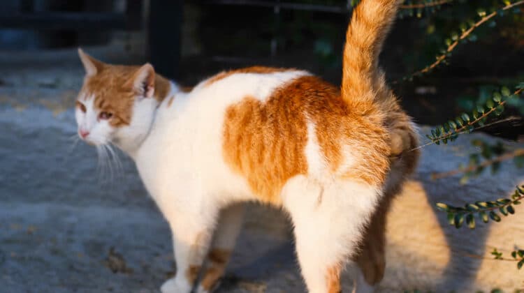 Cat Shaking Tail But Not Spraying Phantom Spraying In Cats