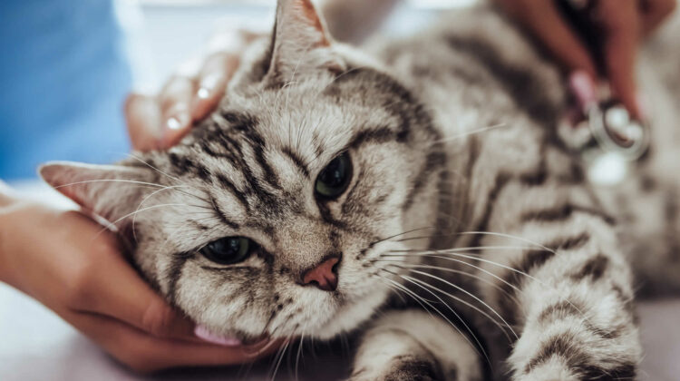 Do Cats Purr When They Are in Pain