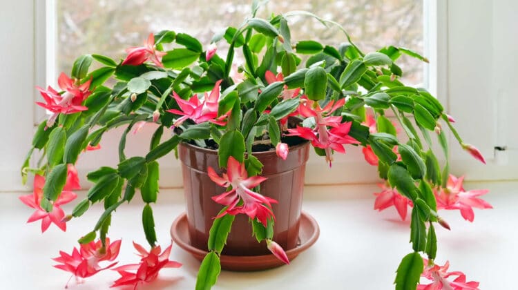 Is Christmas Cactus Poisonous to Cats