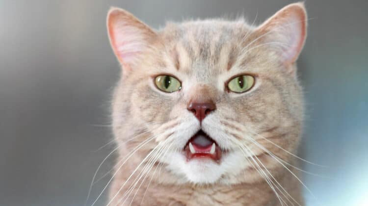 why-do-cats-open-their-mouth-when-they-smell