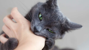 Why Does My Cat Bite Me When I Pet Her?