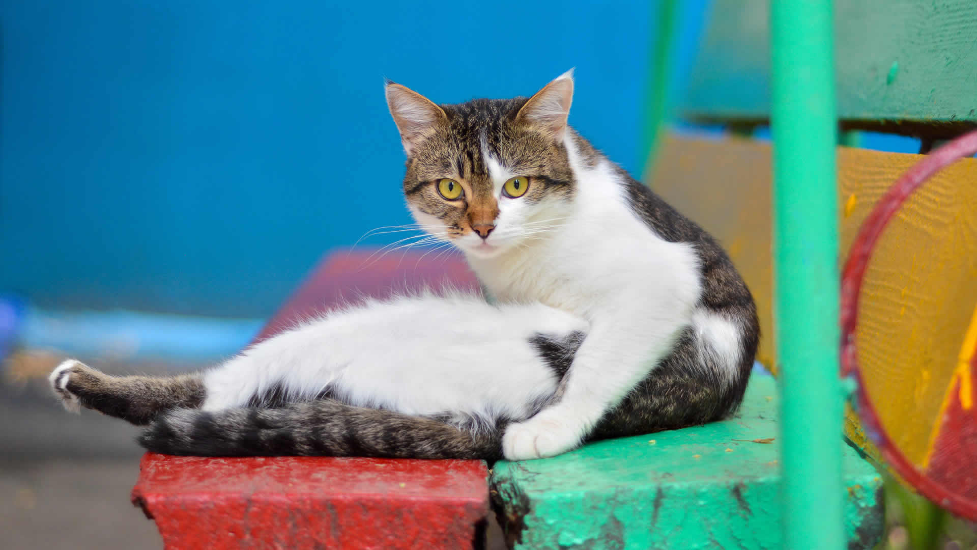 Cat sitting like a human could be doing so as it is one of the only poses that allows them to air out their tummy