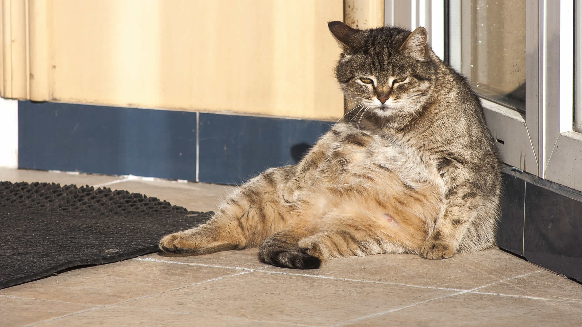 Cats sitting like humans could be doing so as a way to cool themselves down