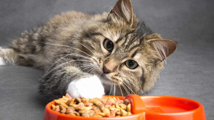 Cat keeps throwing outlet up dry food