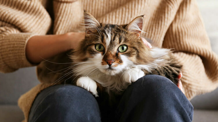 My Cat Sits Next To Me But Not On My Lap