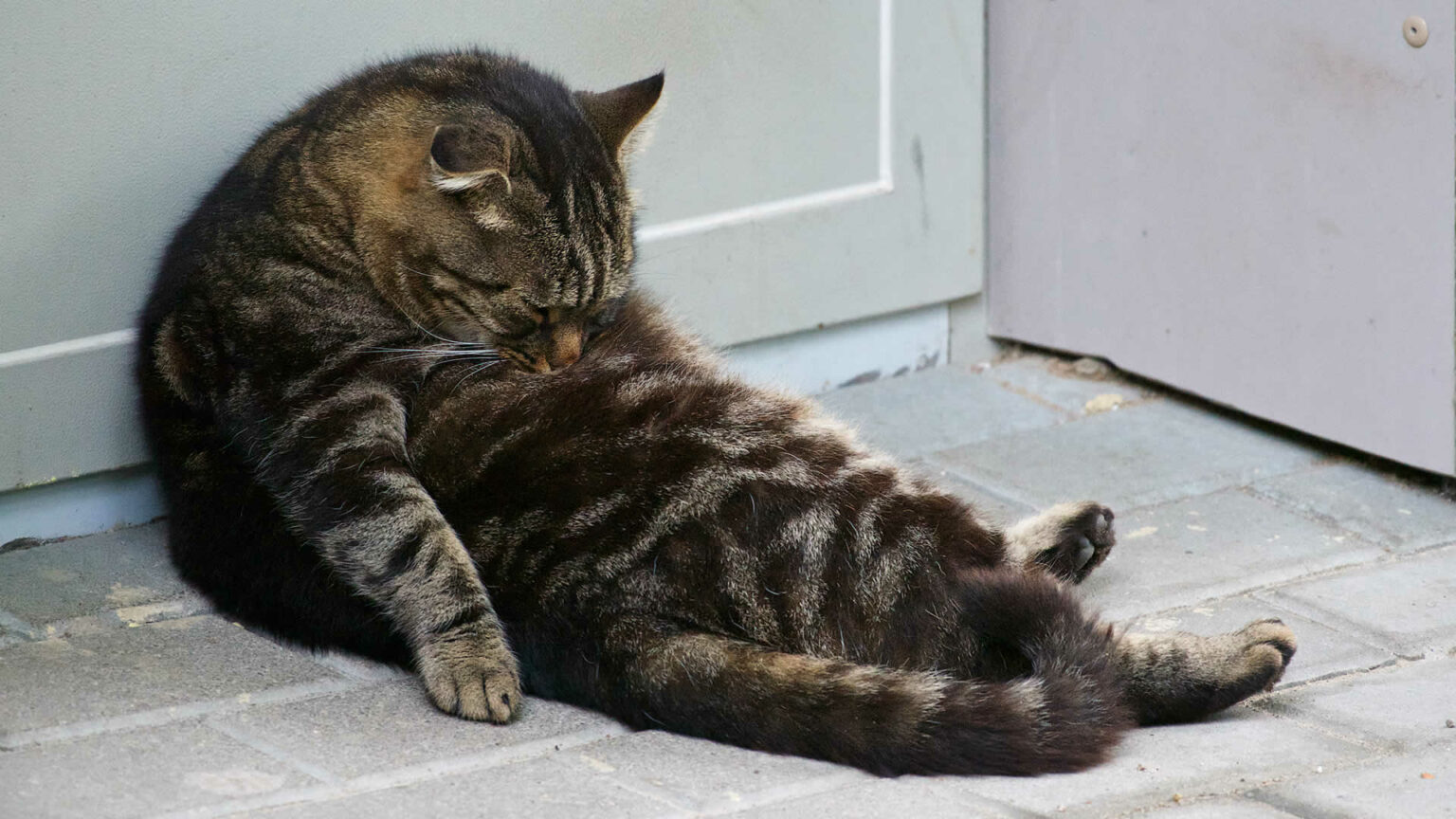Why Is My Cat Sitting Like a Human? 6 Theories Explained