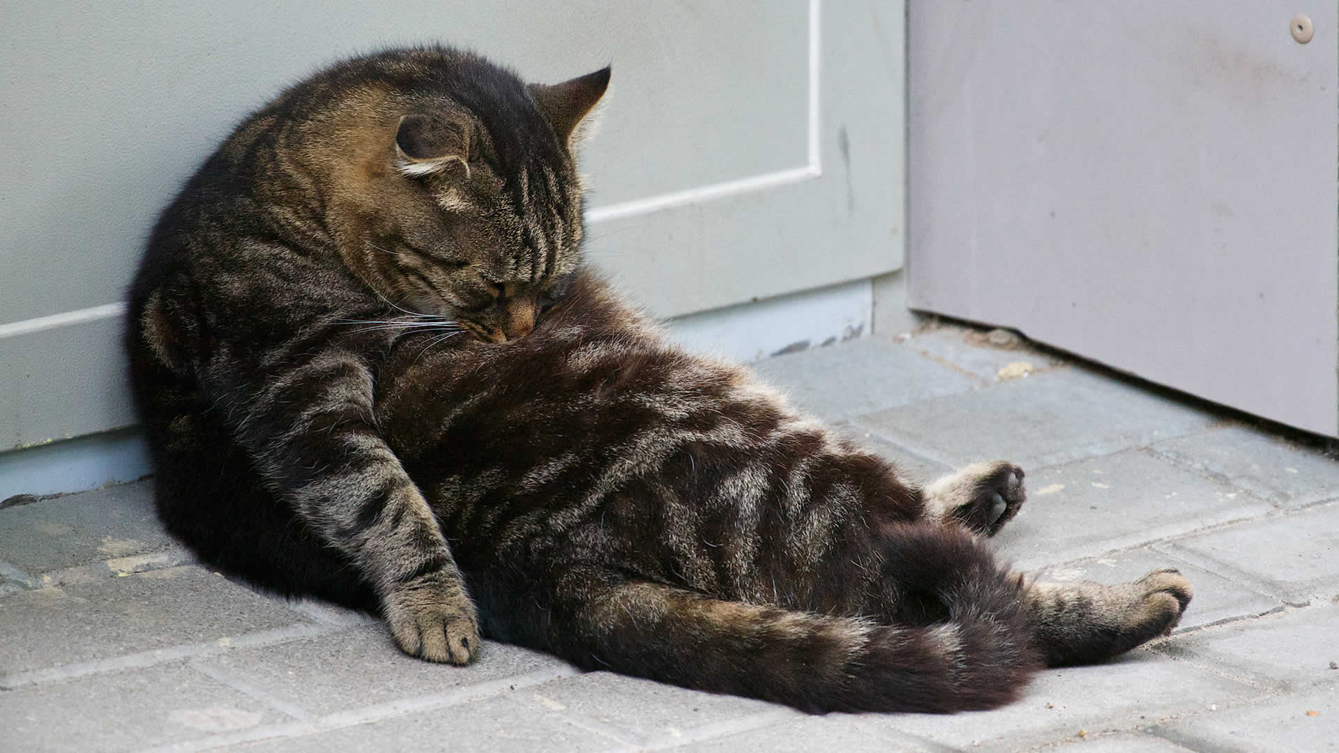 One of the best positions for a cat to reach its stomach is when it sits upright like a human